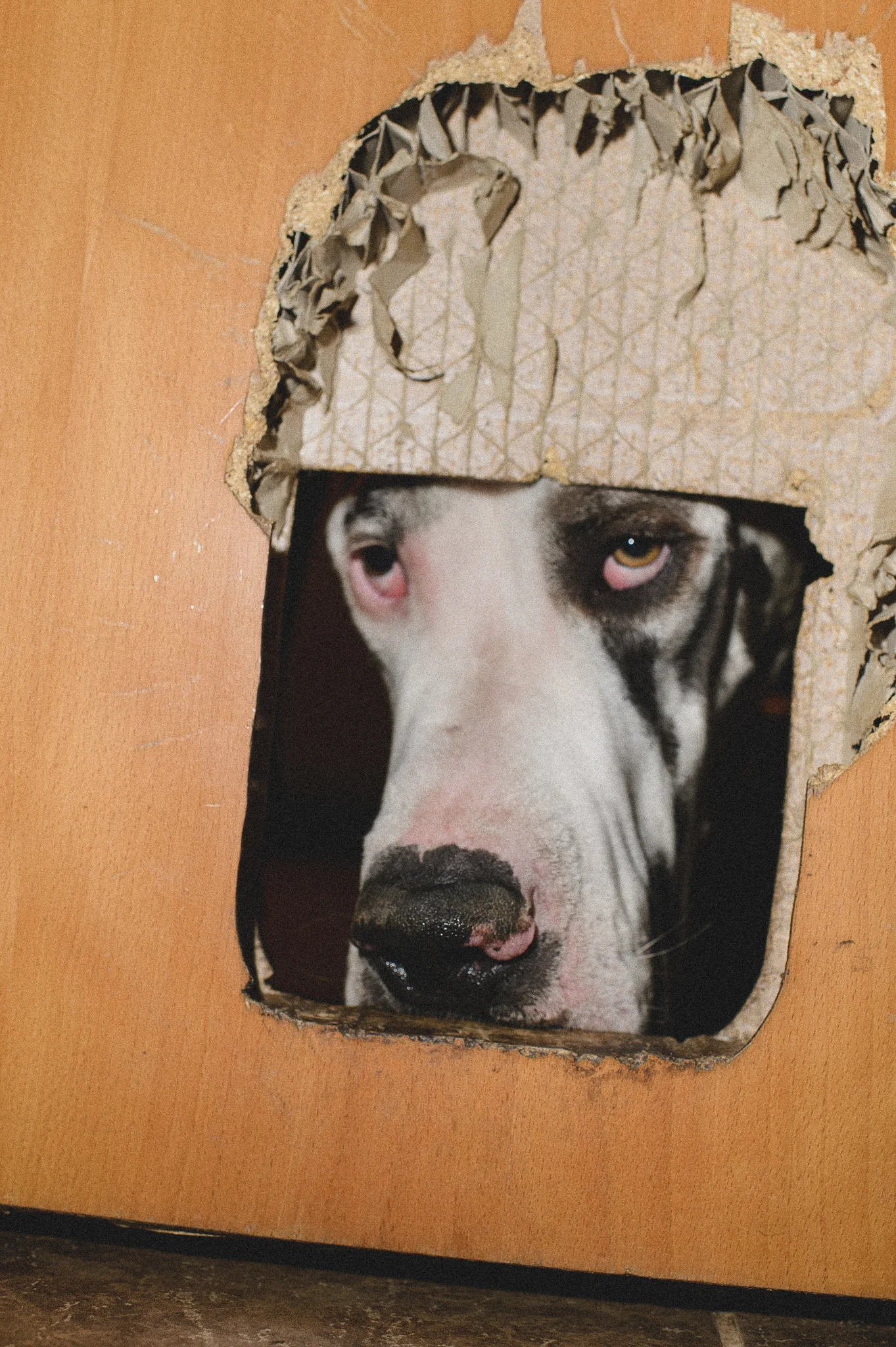 Great Dane observing the world through a precisely cut square hole in a plywood board.